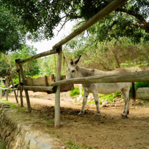 VIURE AL CAMP